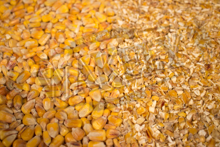 kibbled maize sample