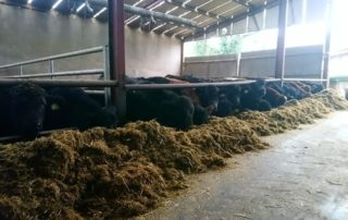 Animal Feed Specialists